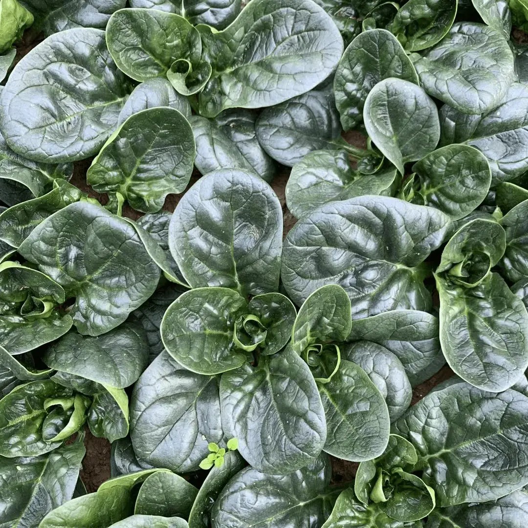 【趴地菠菜种子】耐热大叶红根菠菜种子耐寒矮生菠菜种子秋冬种植
