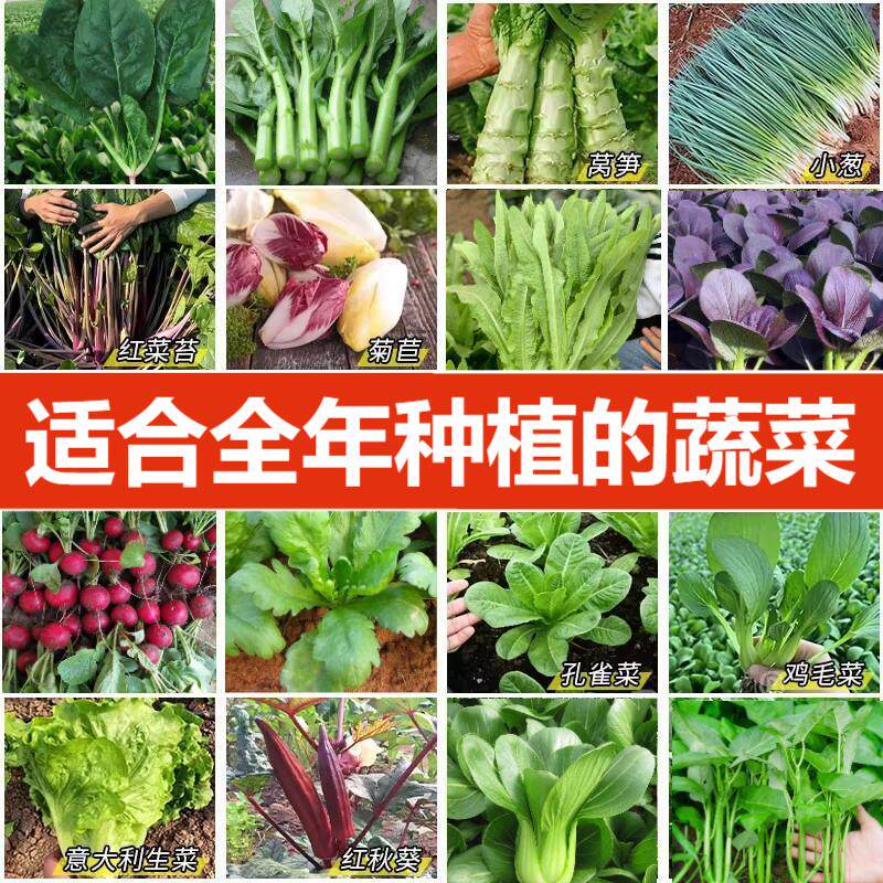 蔬菜种子大全阳台庭院辣椒