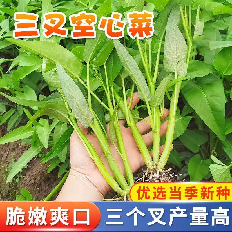 三叉空心菜种子种籽大叶柳叶菜籽种大全四季南方菜种农家蔬菜孑苗