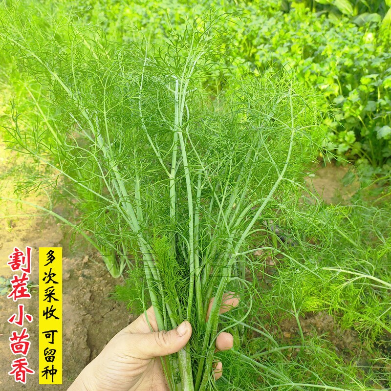 割茬茴香种子小茴香籽多次收割四季青菜籽阳台盆栽农家蔬菜种子