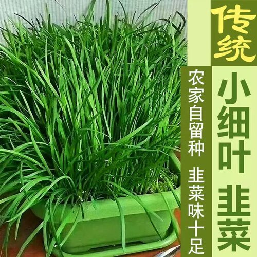 割茬四季播种阳台盆栽青菜