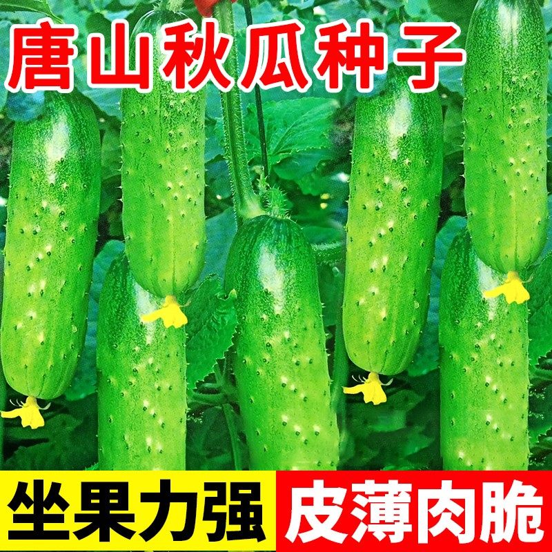 【唐山秋瓜黄瓜种子】唐秋一号水果黄瓜籽阳台秋黄瓜农家蔬菜种子