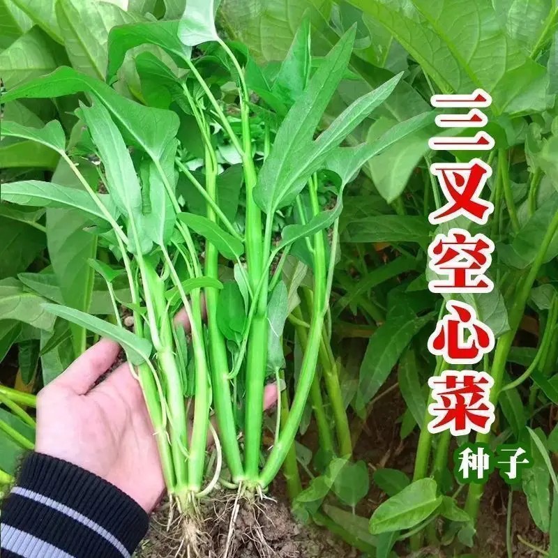 三叉空心菜种籽柳叶通心菜种子
