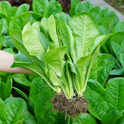 孔雀菜种子四季种植简单沙拉生菜种籽耐热耐寒阳台盆栽蔬菜种孑