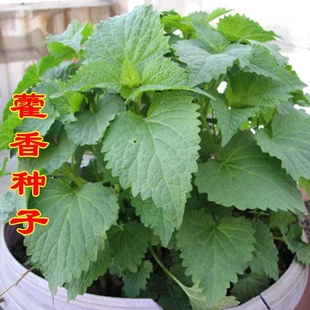 藿香种子霍香正气食用香草种籽四季播种室内阳台盆栽新鲜可种植