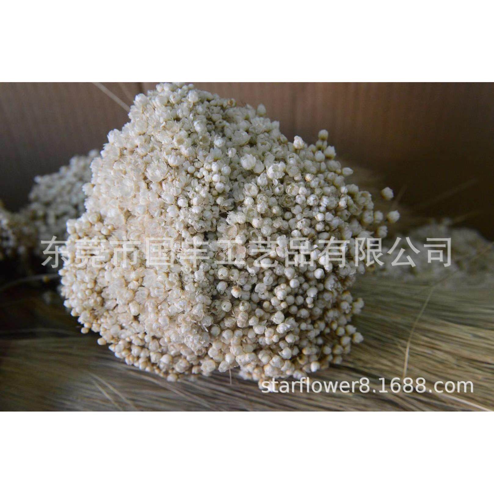 巴西小星花 小雏菊 星菊 小雪花 zakka杂货