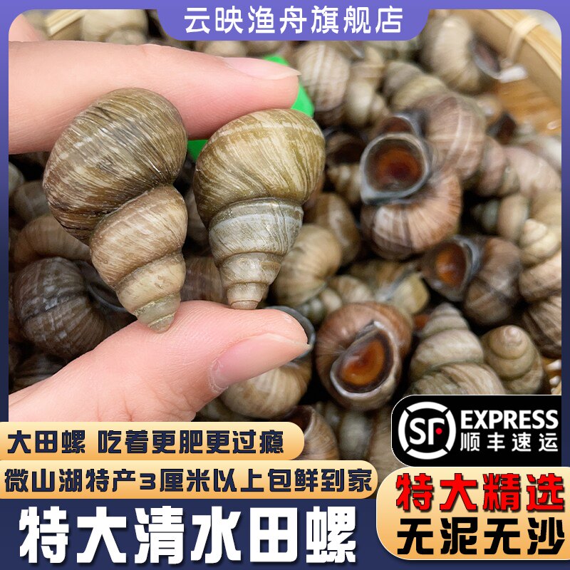 三斤装特大号新鲜清水田螺鲜活的活体螺蛳肉石螺螺丝水产顺丰包鲜
