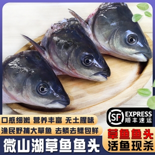 新鲜大草鱼头现杀微山湖鱼唇鱼嘴腊鱼尾巴剁椒鱼头汤煲商用发顺丰