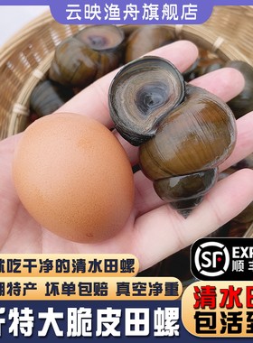 微山湖清水脆皮田螺3斤装发顺丰