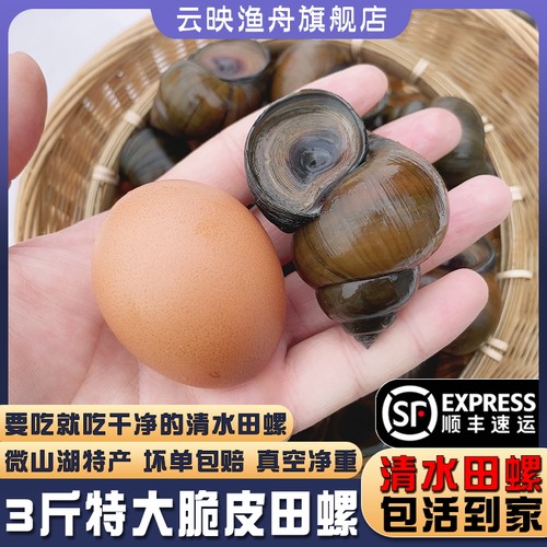 微山湖清水脆皮田螺3斤装发顺丰