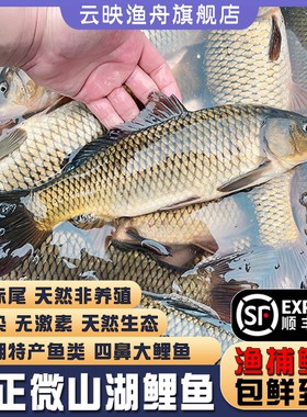 微山湖特产鲤鱼整鱼活杀包鲜顺丰