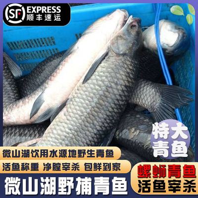 微山湖野捕大青鱼生态螺蛳青鱼特大乌青鱼新鲜活鱼现杀顺丰