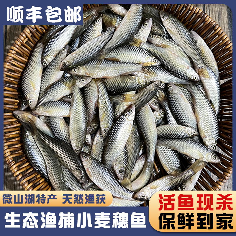 顺丰小麦穗鱼生态小河鱼罗汉鱼小杂鱼柳条鱼淡水鱼食新鲜活鱼现杀 水产肉类/新鲜蔬果/熟食 淡水鱼类 原图主图