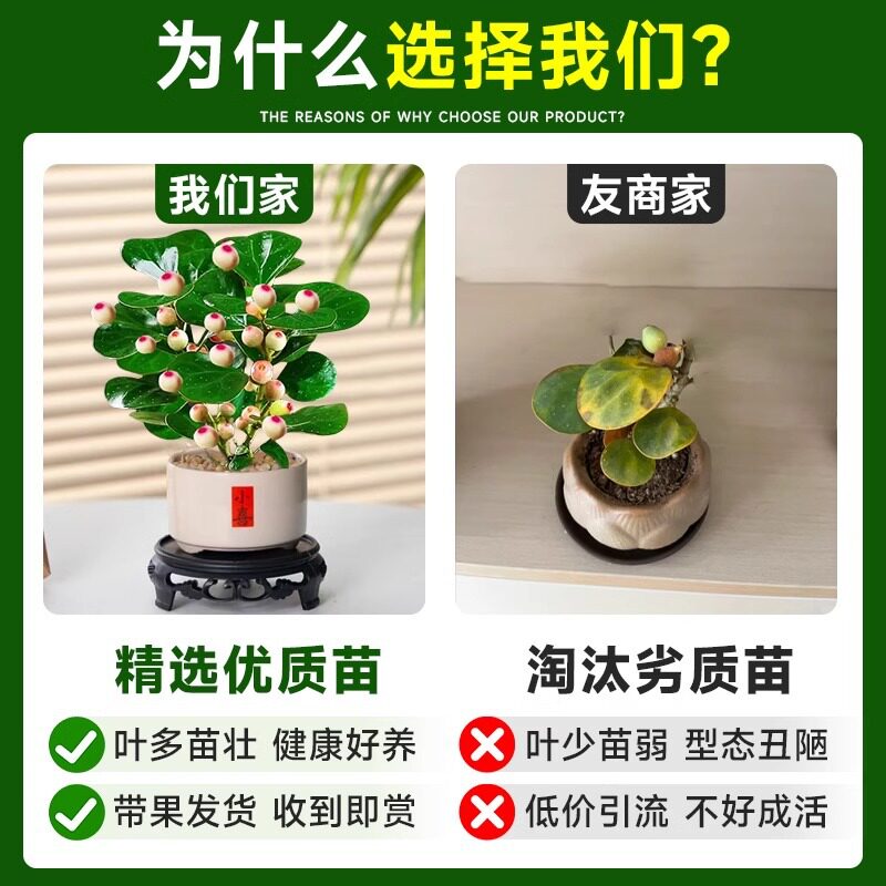 小盼菩提树盆栽带果老桩