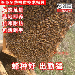中华蜜蜂优质蜂种中蜂带子脾带新开产蜂王蜂群养殖笼蜂活蜂新手