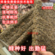 蜜蜂中蜂蜂群养殖中蜂带子脾带阿坝新开产蜂王中华土蜂笼蜂活蜂