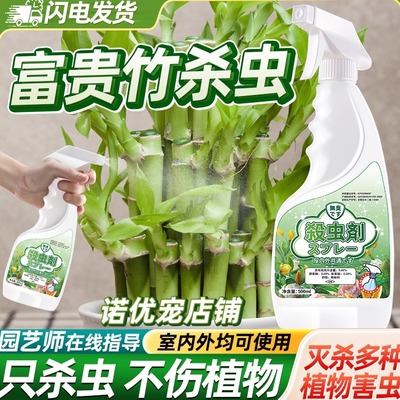 观音竹富贵竹杀虫剂神器灭杀克星