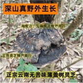 薄FKY黑香灵芝树宗云南野外生长薄盖树芝片深山紫灵芝灵片干 干正
