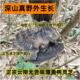 薄FKY黑香灵芝树宗云南野外生长薄盖树芝片深山紫灵芝灵片干 干正