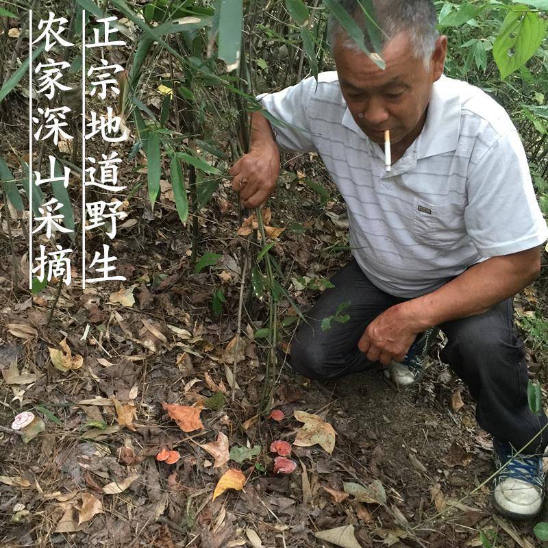 纯小野生可赤HNH灵芝整枝天然孢一斤装胜长白山破壁子粉林芝500g