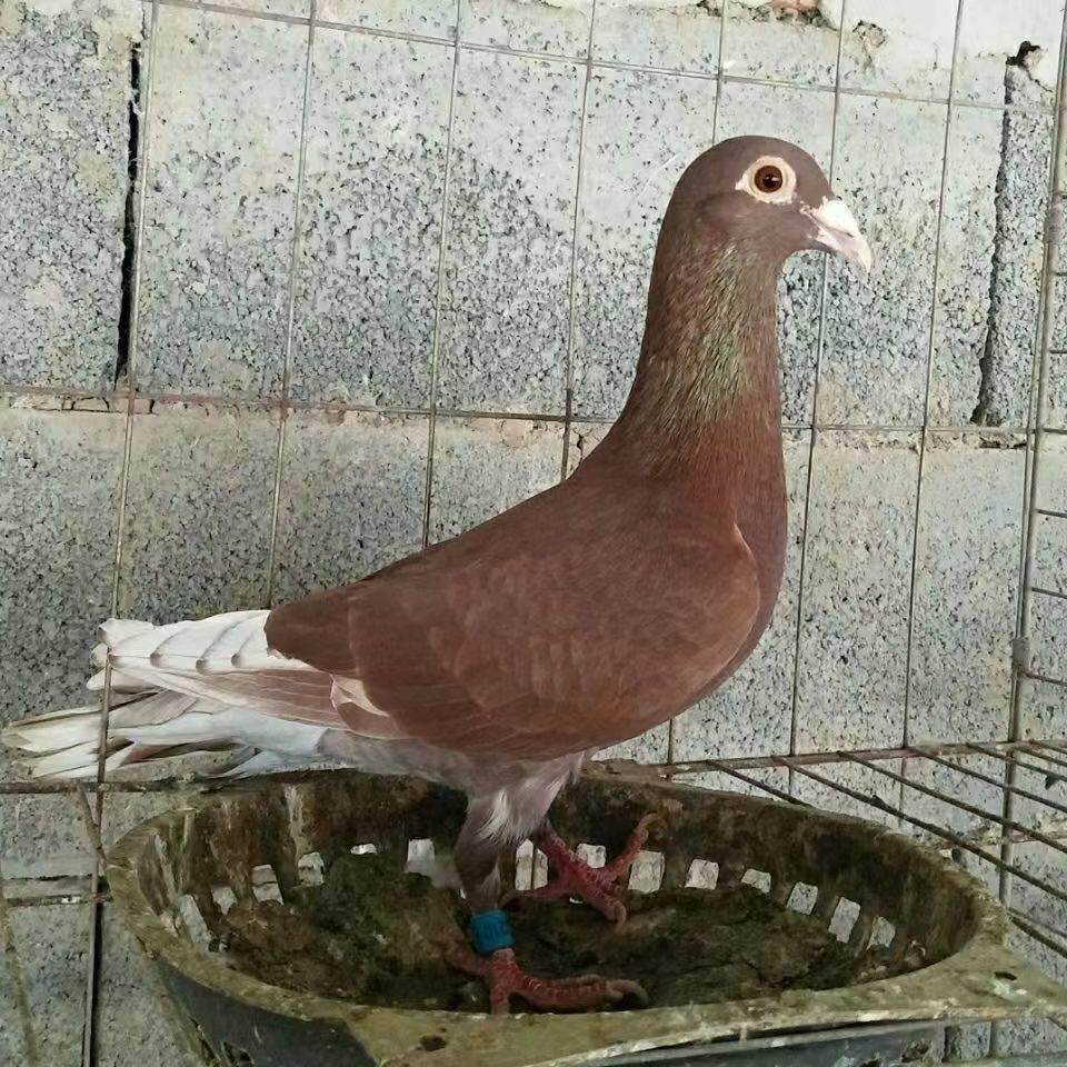 发货快国血红西翁种鸽公母一对幼鸽青年鸽红色赛鸽家飞鸽血统鸽正