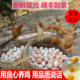 正宗九华山农家散养土鸡蛋新鲜现捡现发五谷杂粮月子蛋绿壳乌鸡蛋