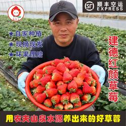 宥小宝建德红颜草莓新鲜奶油草莓礼盒现摘现发牛奶草莓孕妇水果