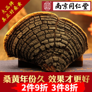 南京同仁堂正宗西藏桑树桑黄泡酒药材桑黄灵芝茶饮品桑黄的功效