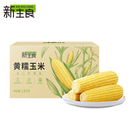新主良黄糯 白糯东北玉米整箱1.8kg黑土地糯玉米