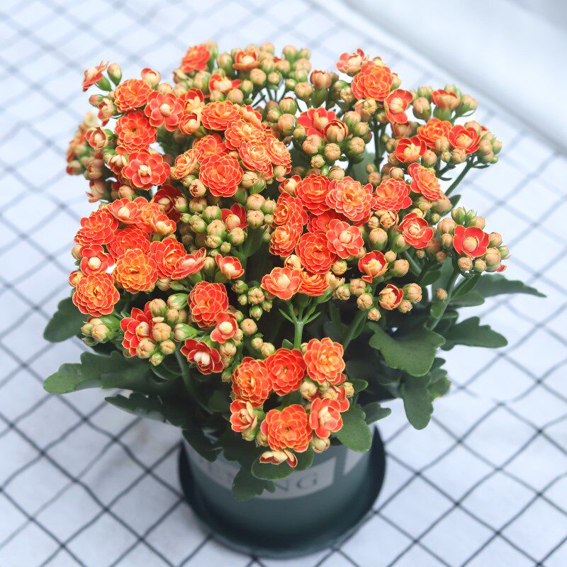 适合春天种的花新品大花长寿花各种花卉大全鲜花盆栽室内家养绿植