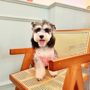小香风狗狗猫咪衣服潮牌泰迪雪纳瑞法斗柯基针织衫 宠物衣服四季