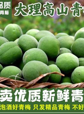 新鲜青梅果青梅云南大理散装酸梅子泡酒青梅酒酵素果酱生梅子鲜果