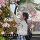 樱花猫咪透明雨伞女生高颜值折叠全自动长柄结实耐用学生上学专用