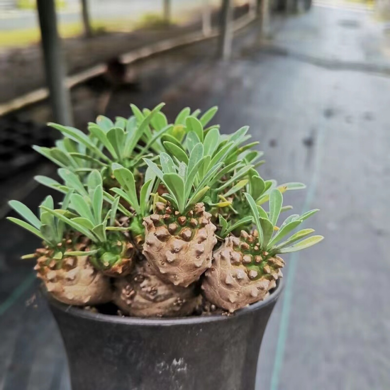 峨眉山多肉块根植物小菠萝盆栽铁甲麒麟大戟科室内办公室桌面绿植