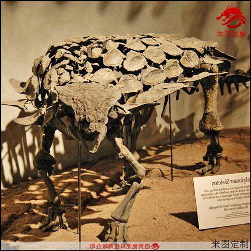 仿真甲龙骨架化石大型灭绝生物骨架模型定制动物骨骼展示模型图片