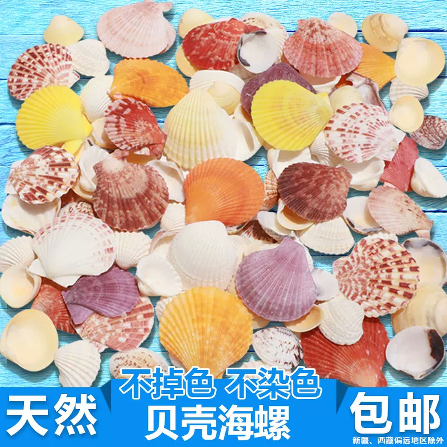贝壳手工diy海螺海星寄居蟹替换壳相框贝壳灯艺术画装饰大海螺壳