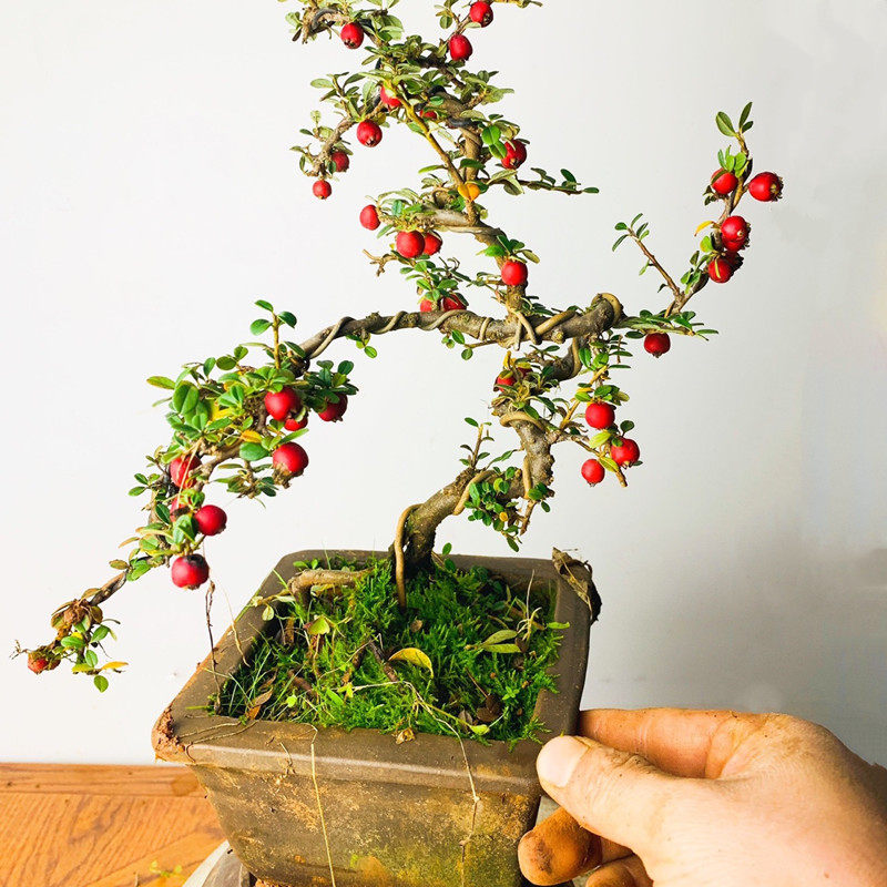 荀子大果白花老桩云南盆景米叶珍珠结红果包邮开花植物小叶不落叶