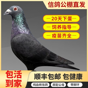 带环信鸽比赛远程赛鸽鸽子活一对活物青年活体原配种鸽詹森血统鸽