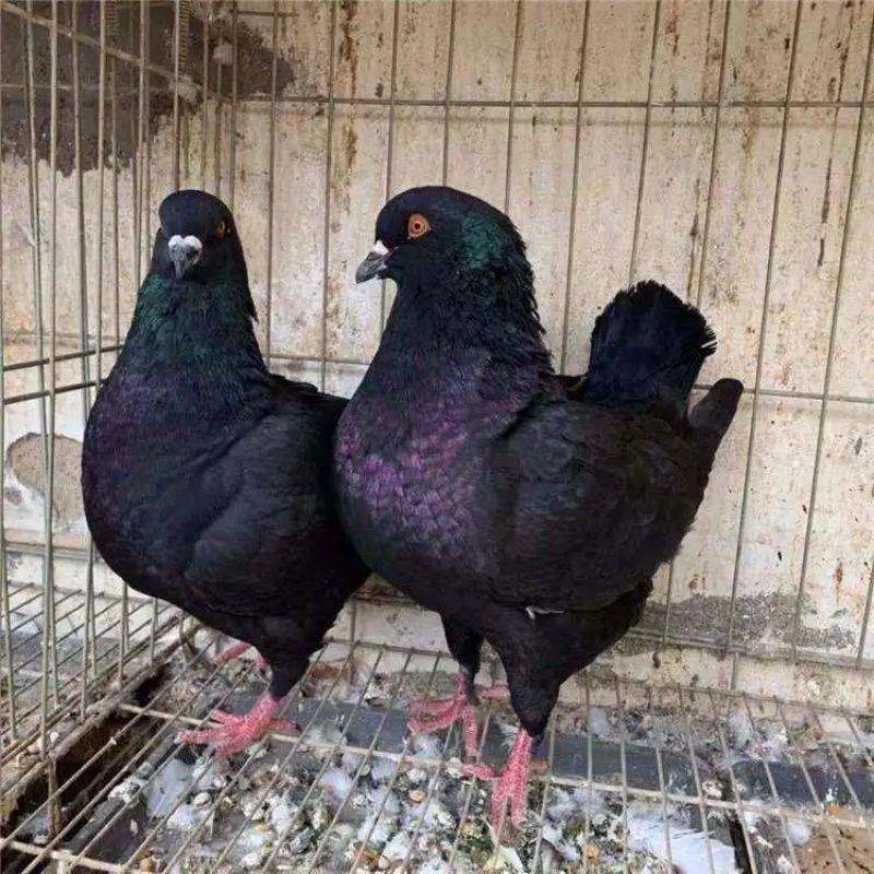 精品大型观赏鸽黑色元宝鸽肉鸽包邮包活到家