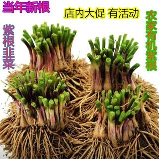 热销红根新韭菜根紫根带土蔬菜宽叶大叶独根红韭菜根盆栽苗