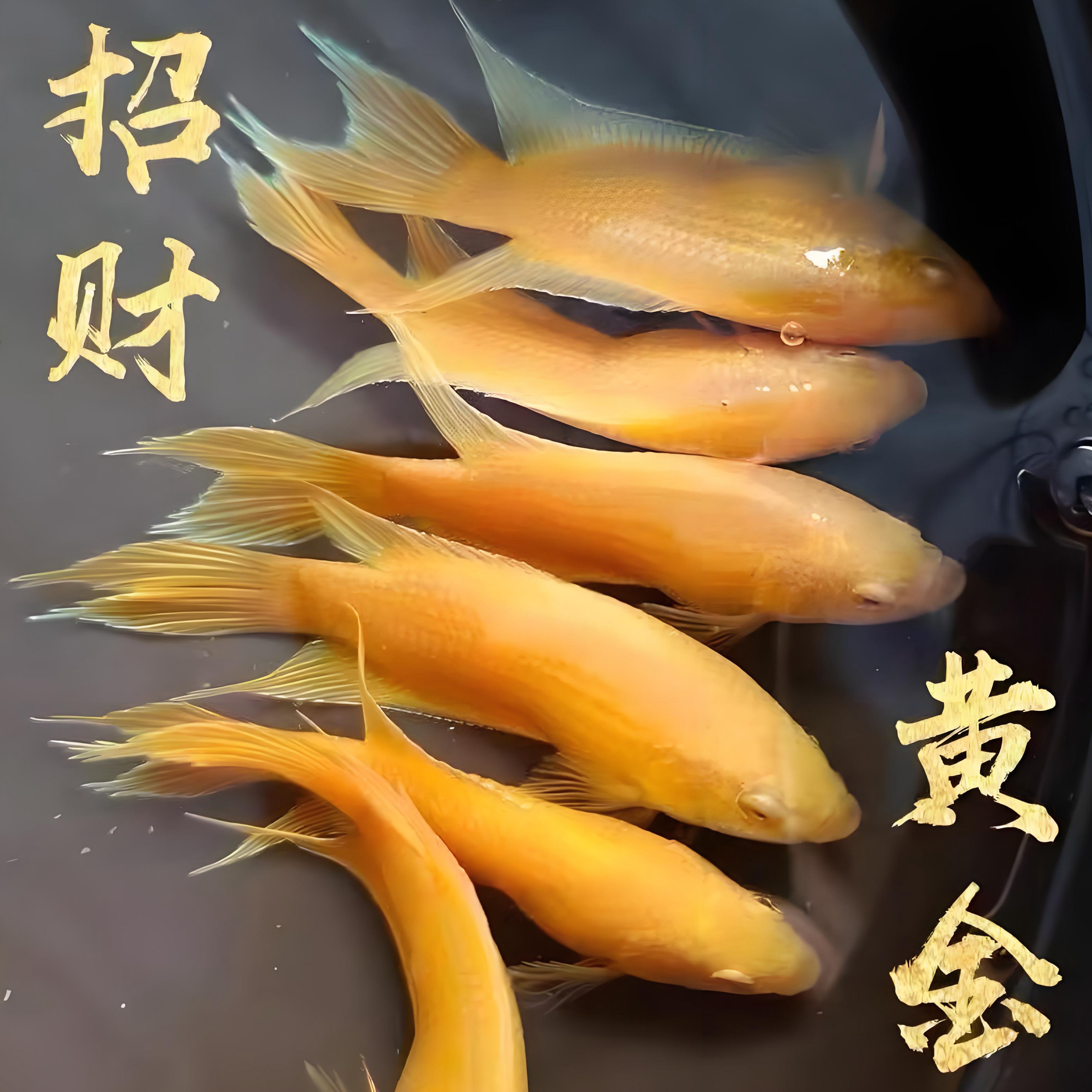 中国斗鱼黄金玄黄招财免打氧