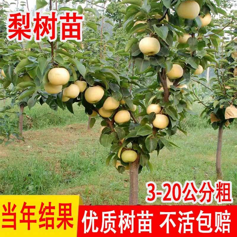 秋月梨梨树果苗砀山梨雪梨嫁接苗盆栽地栽四季种植当年结果果树苗