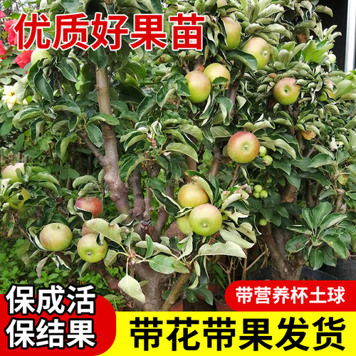 冰糖心苹果树果苗特大红富士南方北方盆栽地栽四季种植当年结果