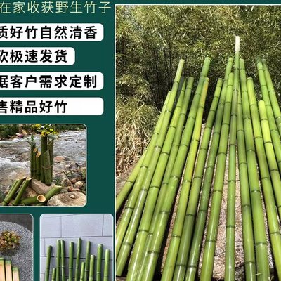 现砍现发新鲜竹子急速发货可定制