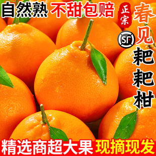 正宗四川春见耙耙柑粑粑柑杷杷柑新鲜水果整箱当季丑桔子橘旗舰店
