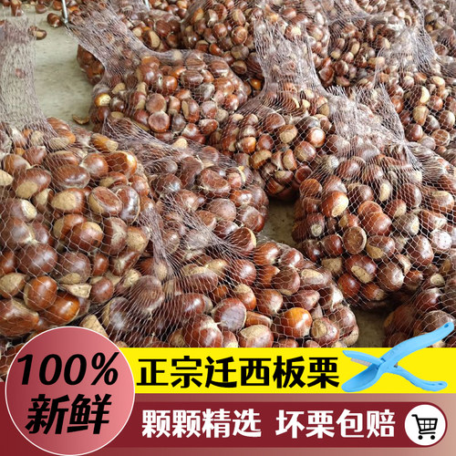 2025年新鲜下树迁西板栗优惠促销