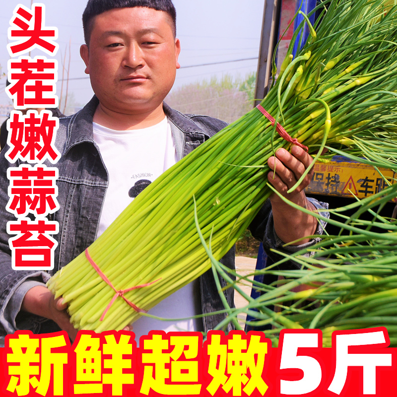 【蒜苔好评榜】官方推荐