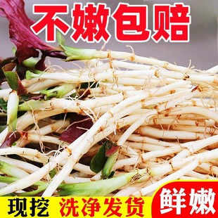 折耳根新鲜鱼腥草猪鼻孔当季 野蔬菜嫩芽嫩根叶贵州凉拌下饭菜即食