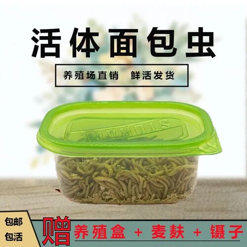 面包虫黄粉虫活体蝎子蜘蛛仓鼠乌龟守宫角蛙鸟热带鱼金鱼活饵饲料