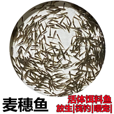 麦穗鱼喂乌龟小鱼苗淡水鱼饵料鱼练手鱼饲料鱼龙鱼饲料活体闯缸鱼